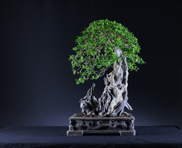 privet bonsai
